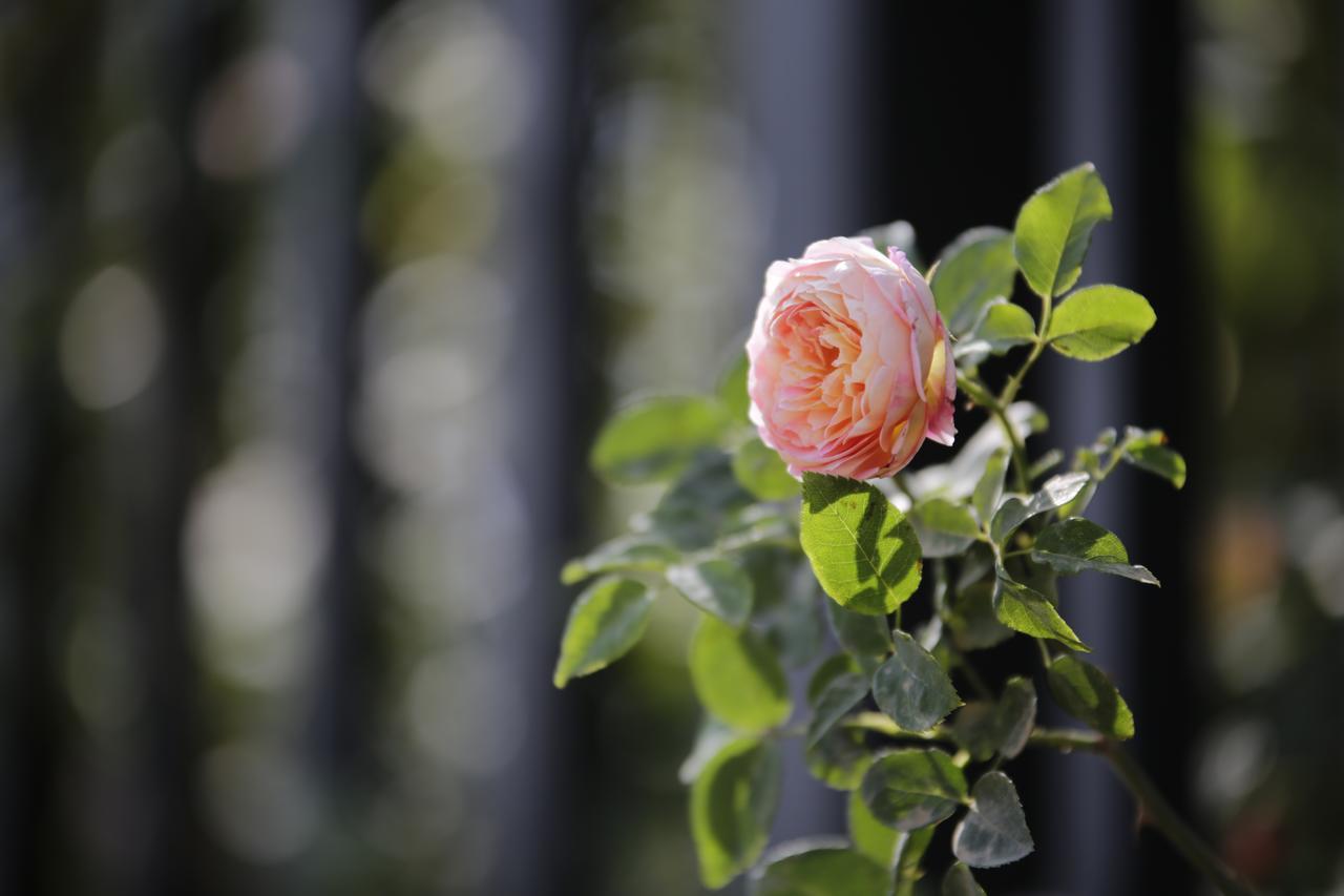 Howard Johnson Flower City Hotel Kunming Zewnętrze zdjęcie